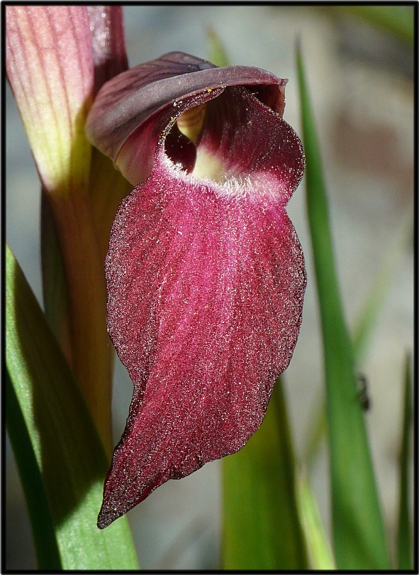 Serapias linguaXSerapias cordigera